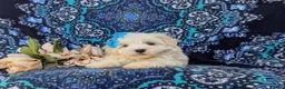 Maltese dogs for sale: Joy 7 lbs Full Grown - Ad 6
