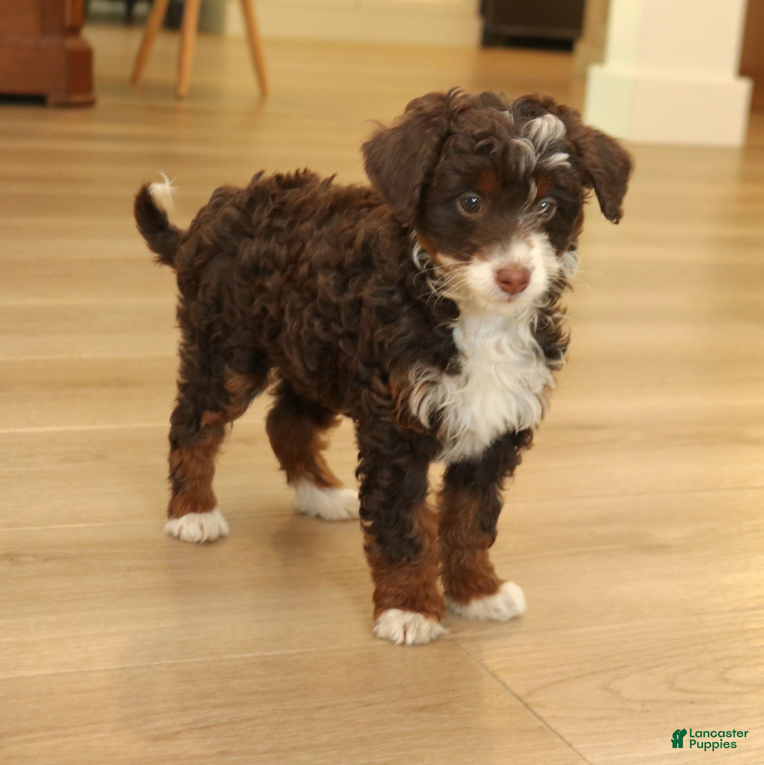 Mini Bernedoodle dogs Honey  - Ad 2