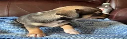 Chiweenie dogs for sale: Chiweenie 4 - Ad 9
