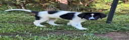 Newfoundland dogs for sale: Lucy  - Ad 1