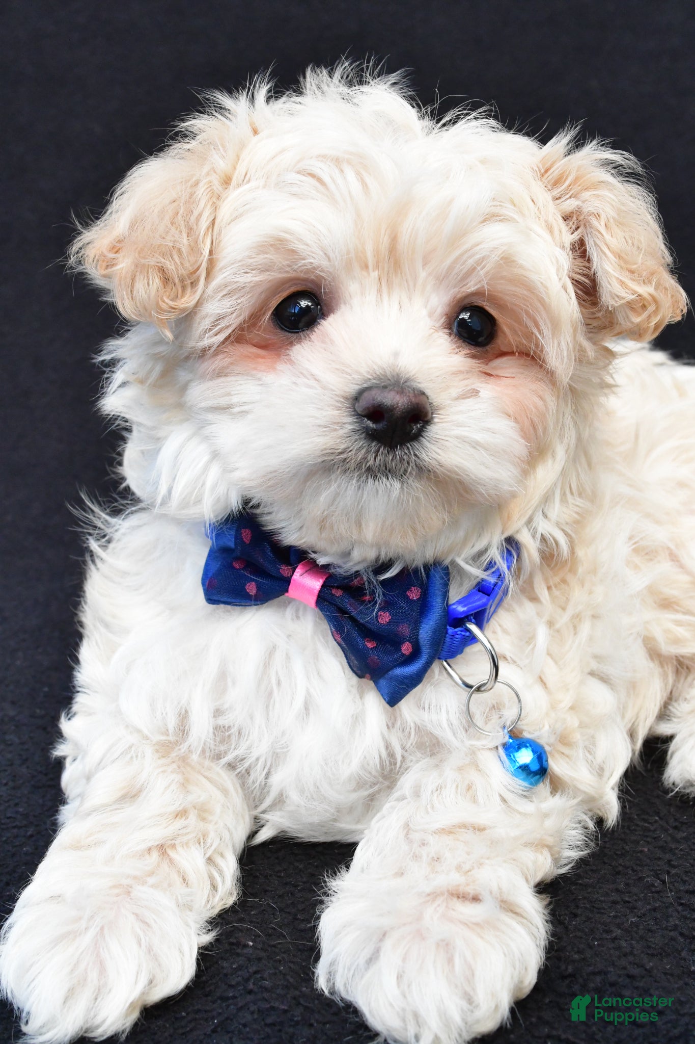 Maltipoo dogs Charles - Ad 1