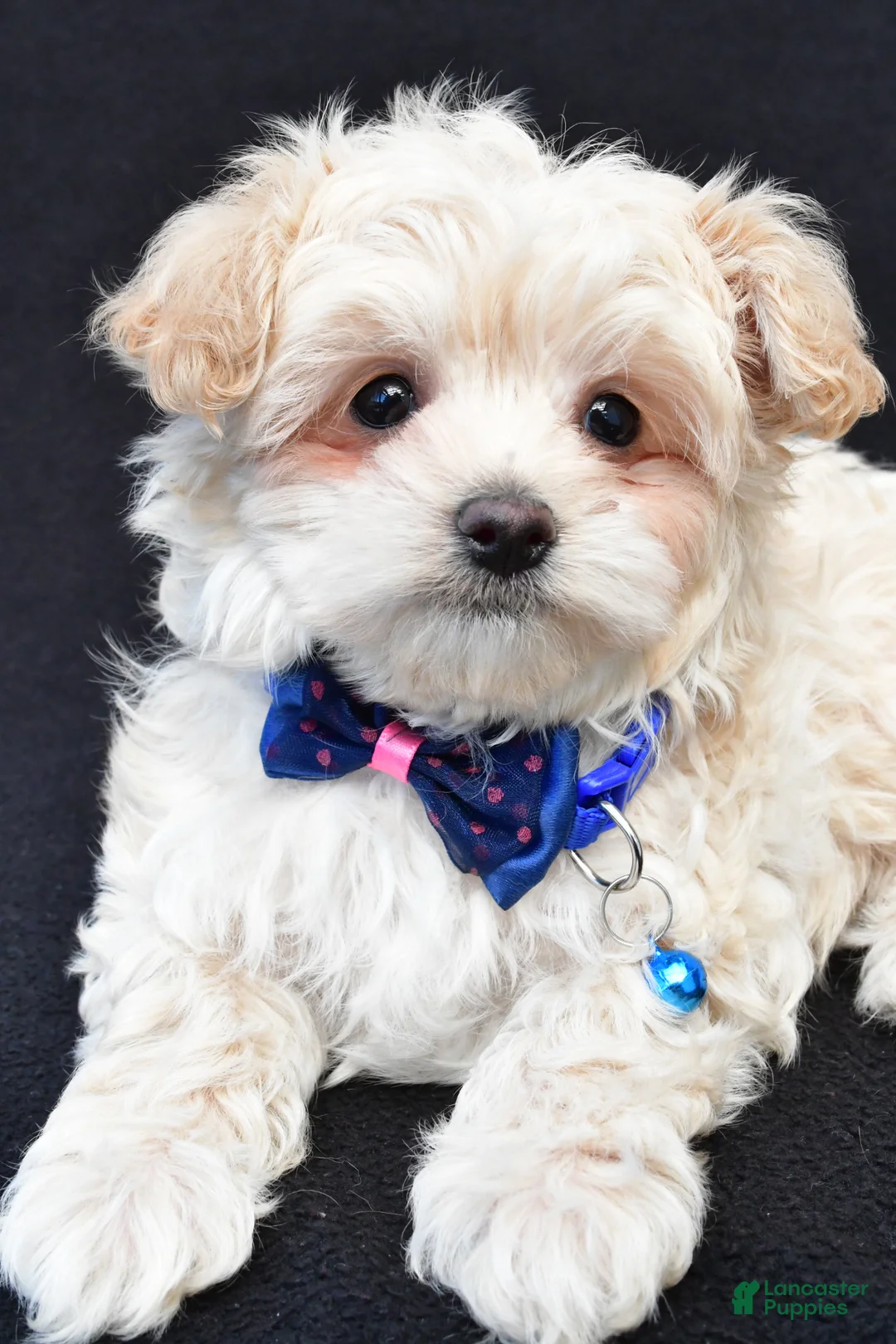 Maltipoo dogs for sale: Charles - Ad 1