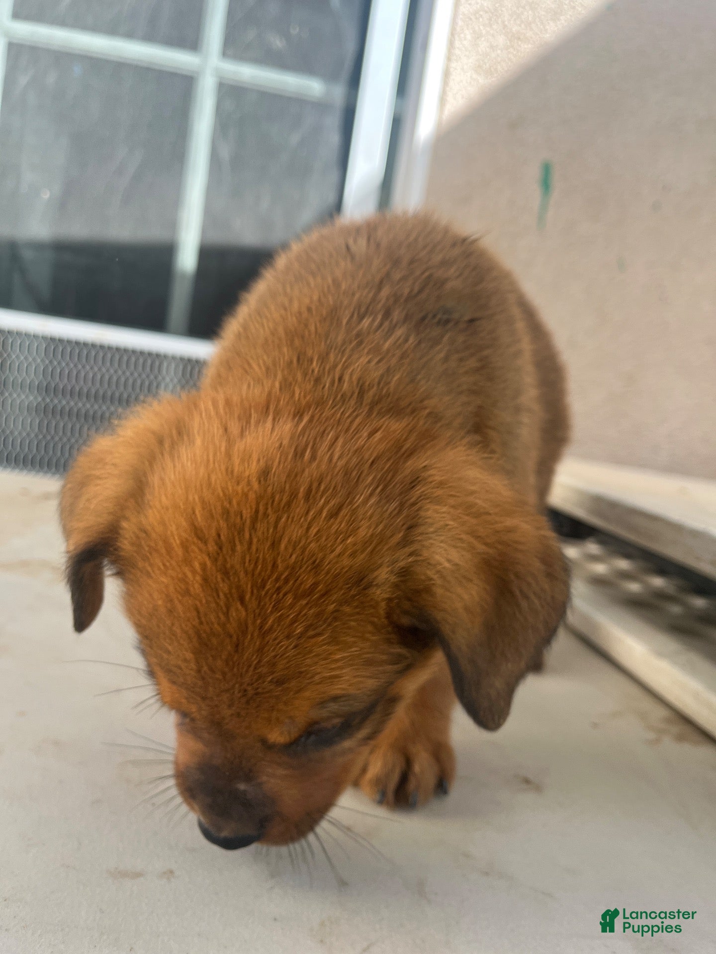 Mixed Breed dogs Mixed Breed 8 - Ad 39
