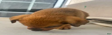 Mixed Breed 8
