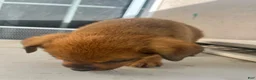 Mixed Breed dogs for sale: Mixed Breed 8 - Ad 1