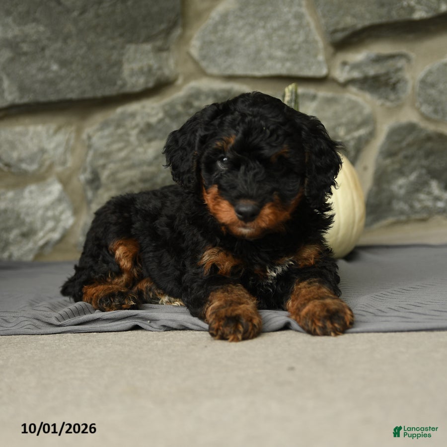 Mini Aussiedoodle dogs Triton - Ad 2