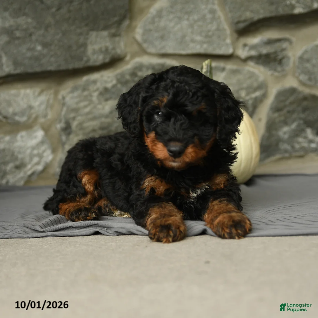 Mini Aussiedoodle dogs for sale: Triton - Ad 2