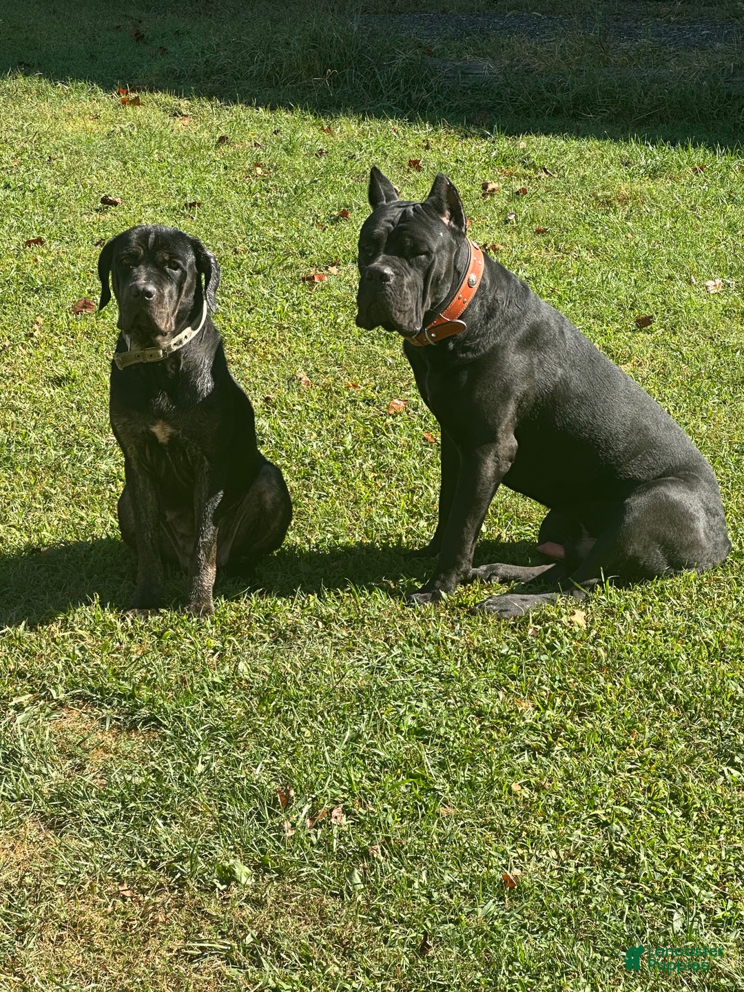 Cane Corso dogs for sale: Astro - Ad 6