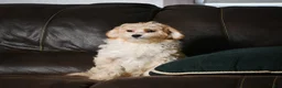 Maltipoo dogs for sale: Lilly - Ad 11