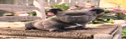 French Bulldog dogs for sale: Wooly Pooly - Ad 4