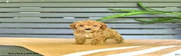 Miniature Poodle dogs for sale: Cornelius - Ad 5