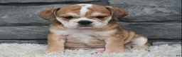 Beabull dogs for sale: Trixie  - Ad 5