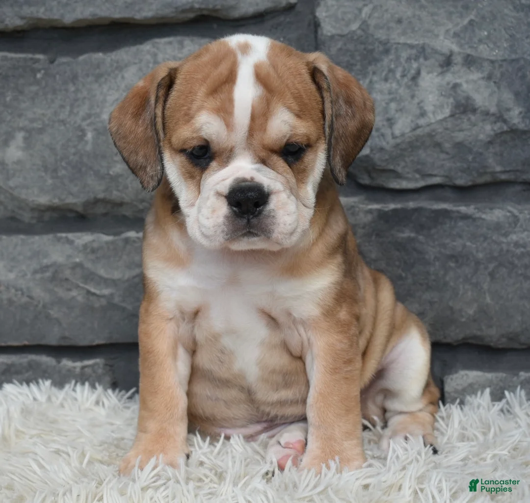 Beabull dogs for sale: Trixie  - Ad 5