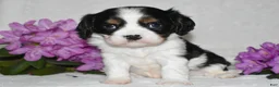 Cavalier King Charles Spaniel dogs for sale: Snoopy - Ad 7