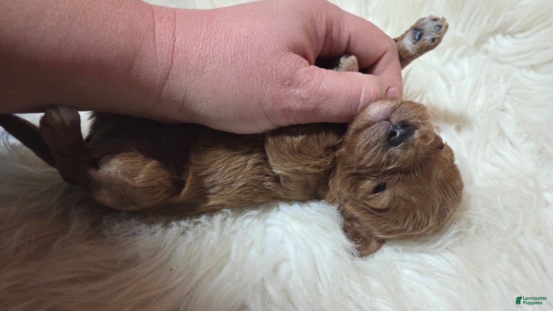 Cavapoo dogs for sale: Trey - Ad 7