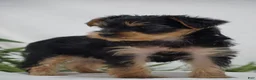 Yorkshire Terrier dogs for sale: EMERALD - Ad 3