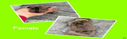 Mixed Breed dogs for sale: Neon - Ad 3