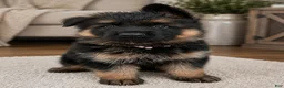 German Shepherd dogs for sale: German Shepherd 5 - Ad 1