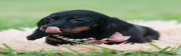 Miniature Dachshund dogs for sale: Felicia - Ad 7