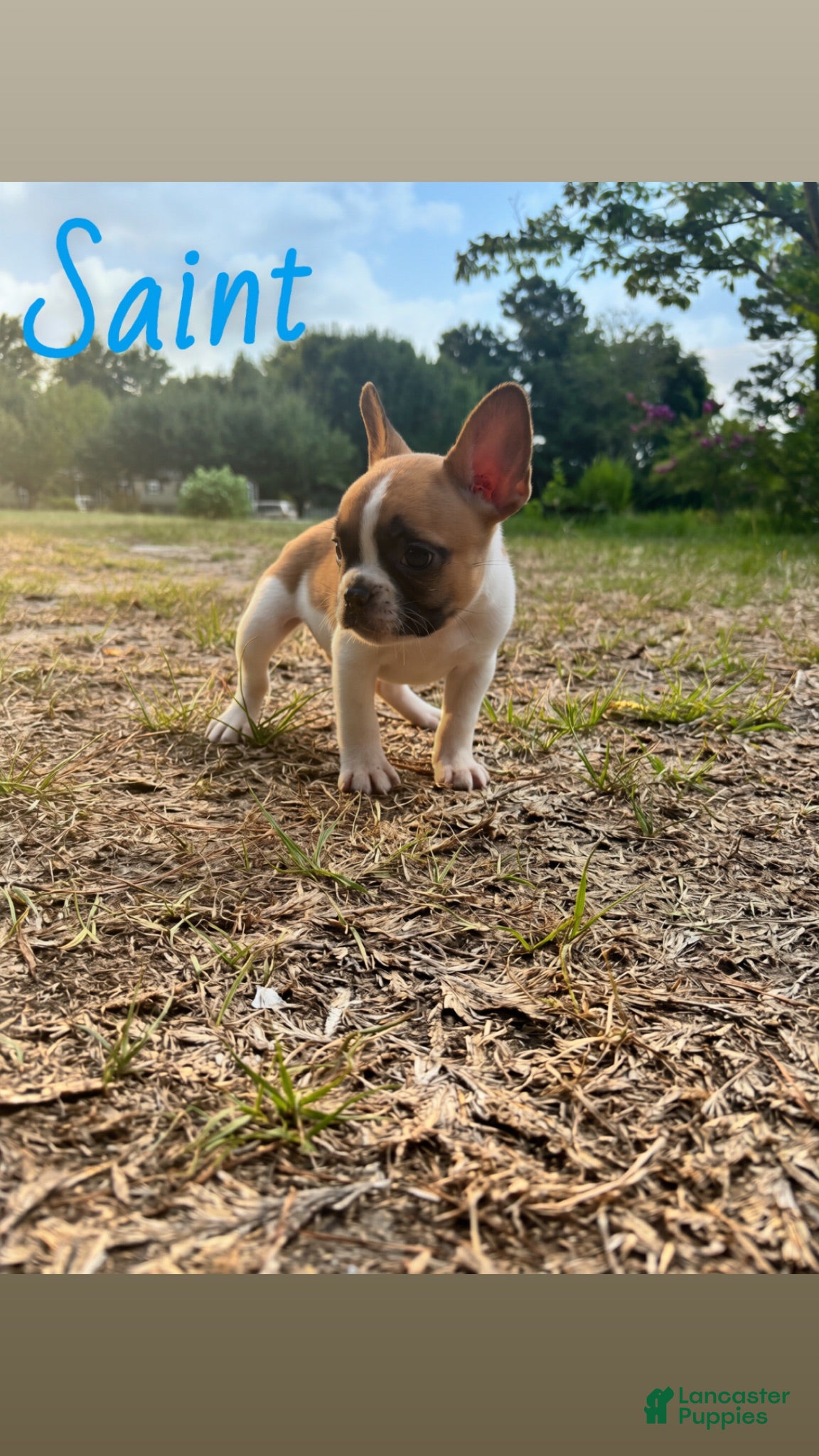 French Bulldog dogs French Bulldog 3 - Ad 15
