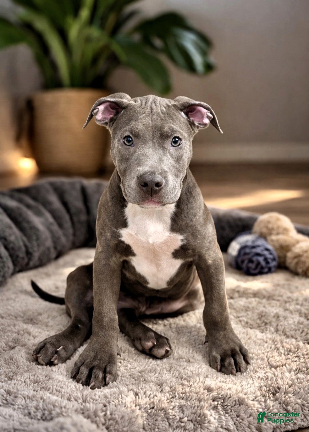 American Bully dogs for sale: AALIYAH - Ad 1