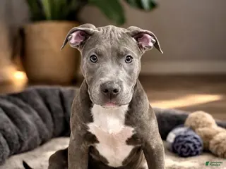 American Bully dogs AALIYAH - Ad 2