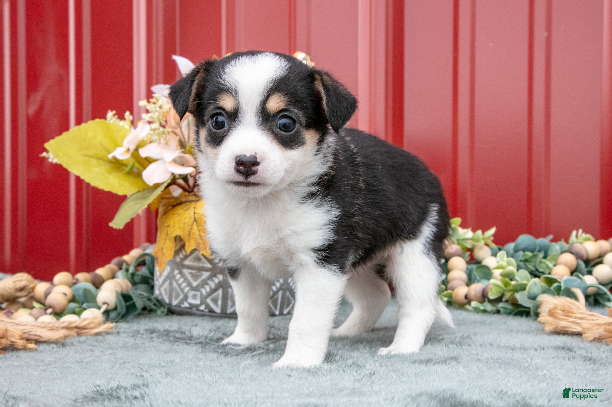Jack Chi dogs Lucas - Ad 2