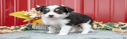 Jack Chi dogs for sale: Lucas - Ad 2