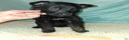 German Shepherd dogs for sale: Light blue  - Ad 8