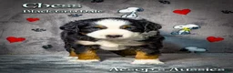 Toy Australian Shepherd dogs for sale: Toy Australian Shepherd 2 - Ad 2