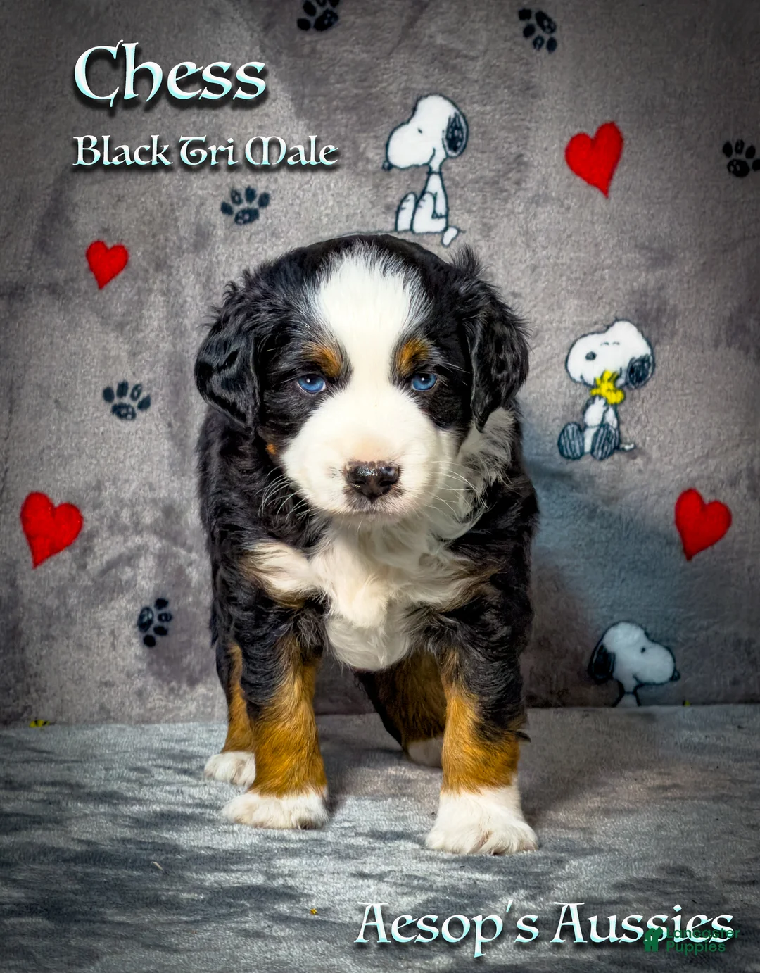 Toy Australian Shepherd dogs for sale: Toy Australian Shepherd 2 - Ad 2