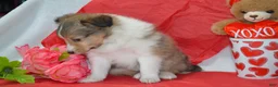 Shetland Sheepdog dogs for sale: Kalila - Ad 10