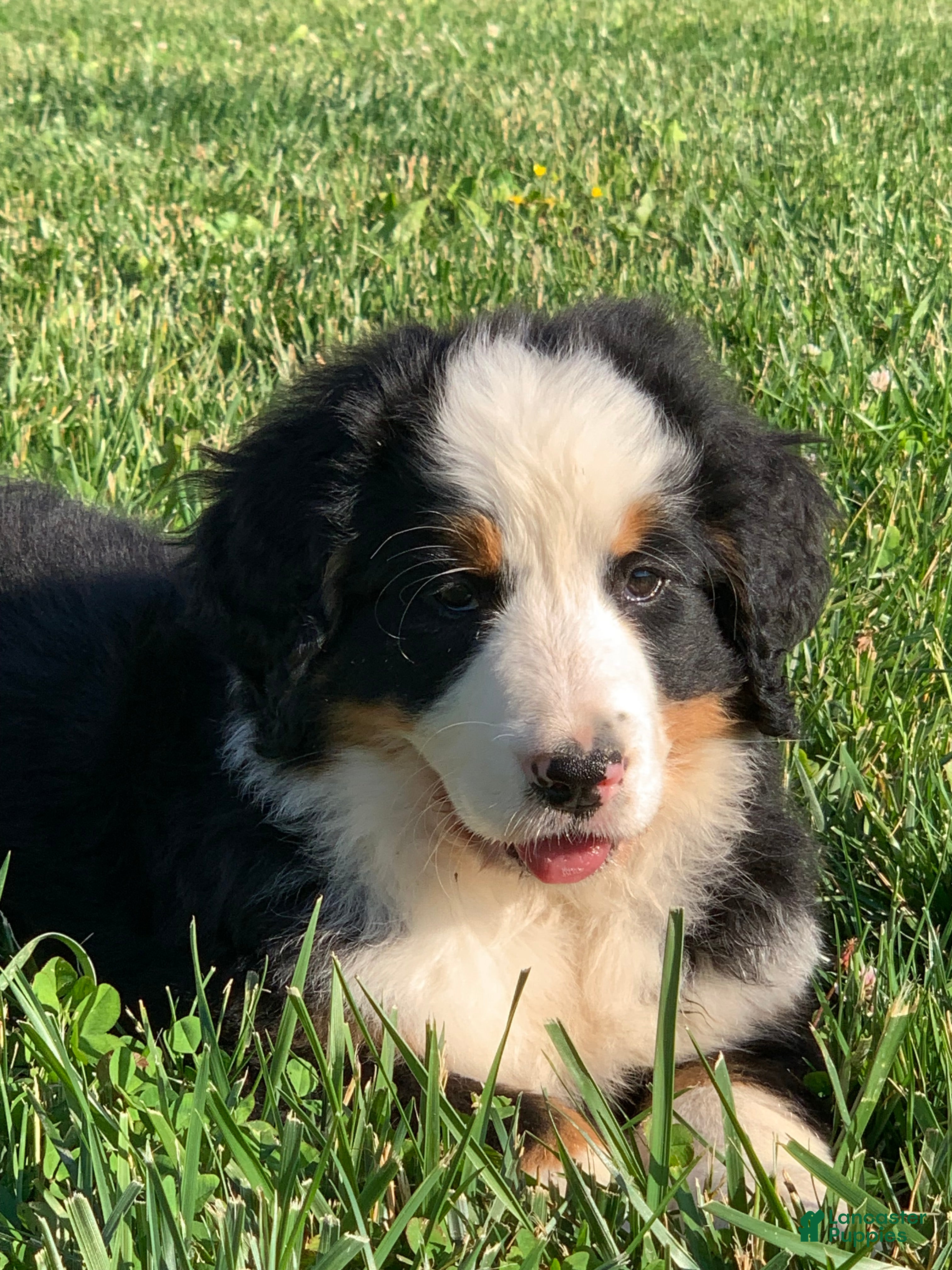 Bernese Mountain Dog dogs Alaska  - Ad 2
