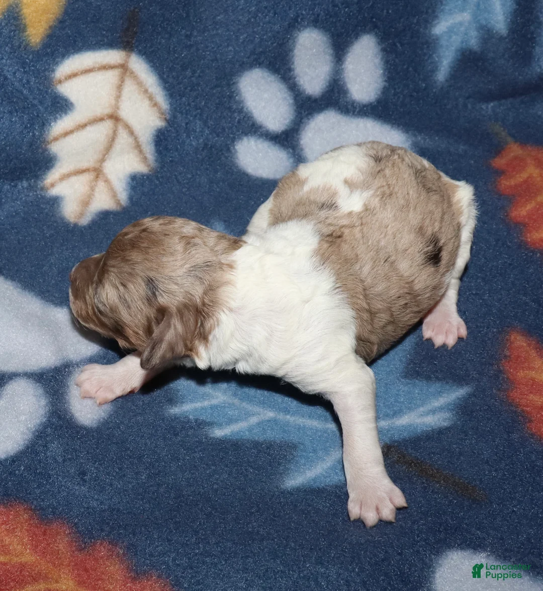 Miniature Poodle dogs for sale: Harlee’s brown merle parti female - Ad 2