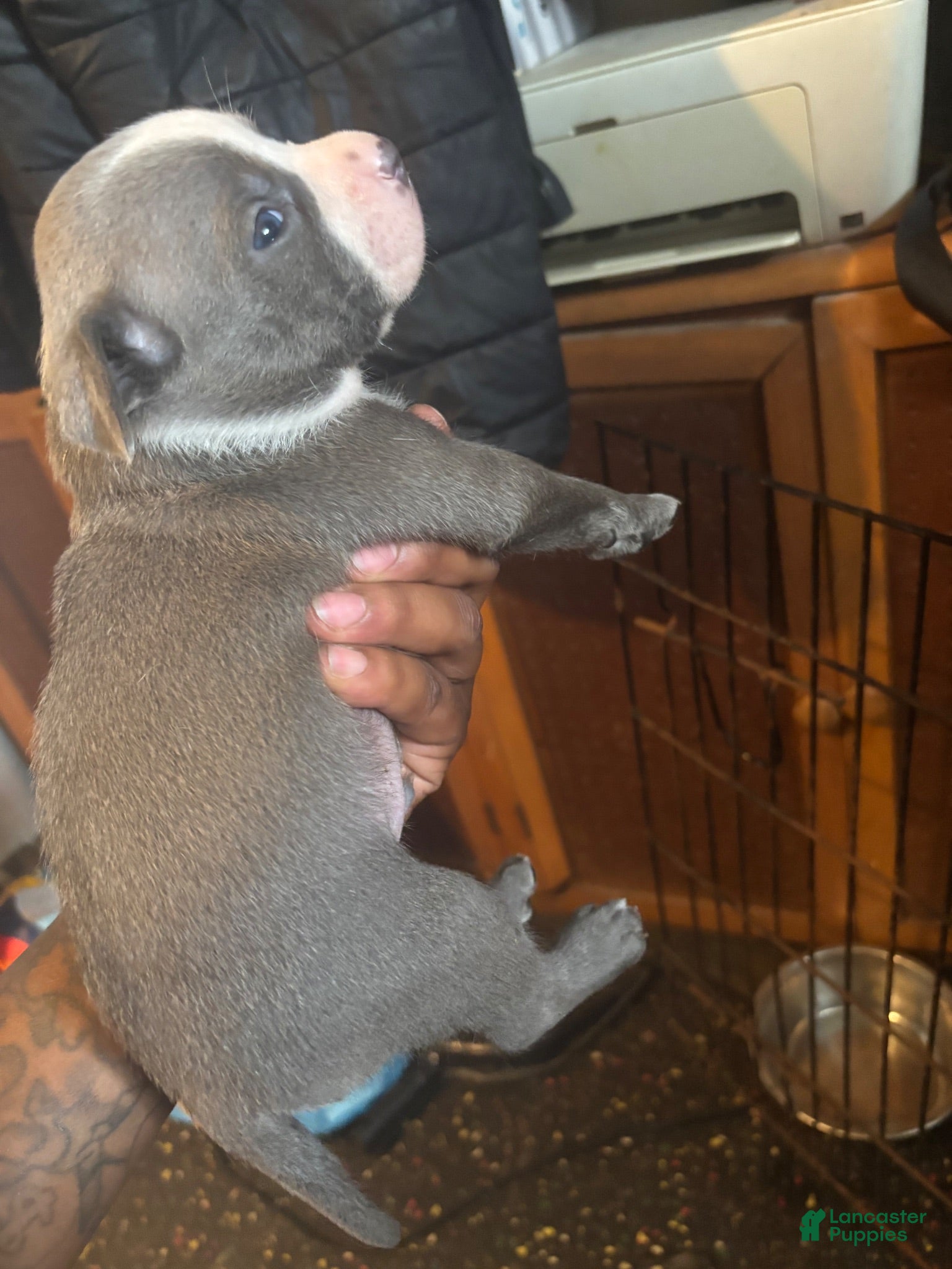 Mixed Breed dogs for sale: Mixed Breed 1 - Ad 2