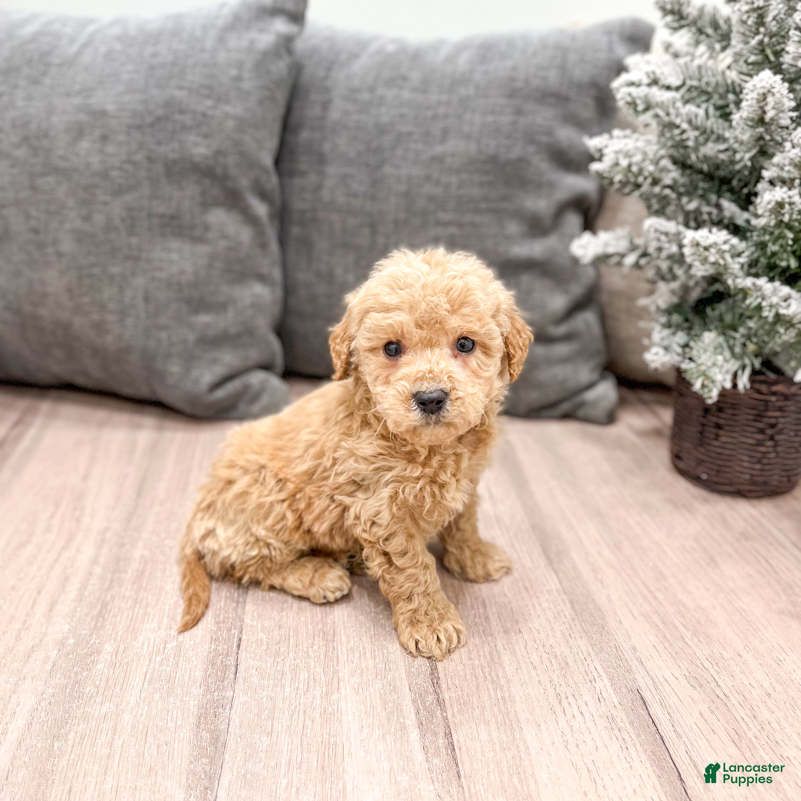 Goldendoodle dogs Archie - Ad 4
