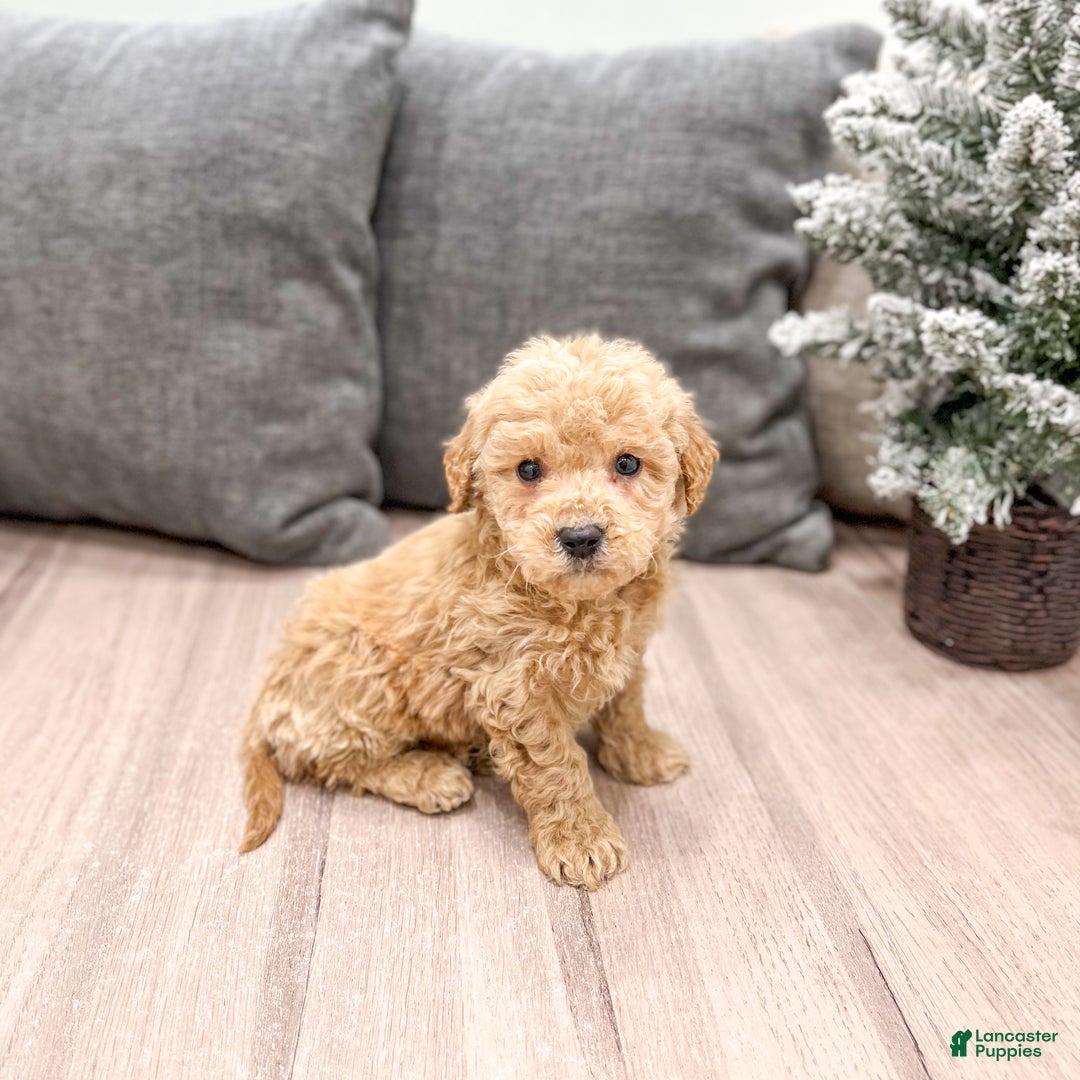 Goldendoodle dogs for sale: Archie - Ad 1