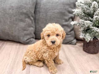 Goldendoodle dogs Archie - Ad 4