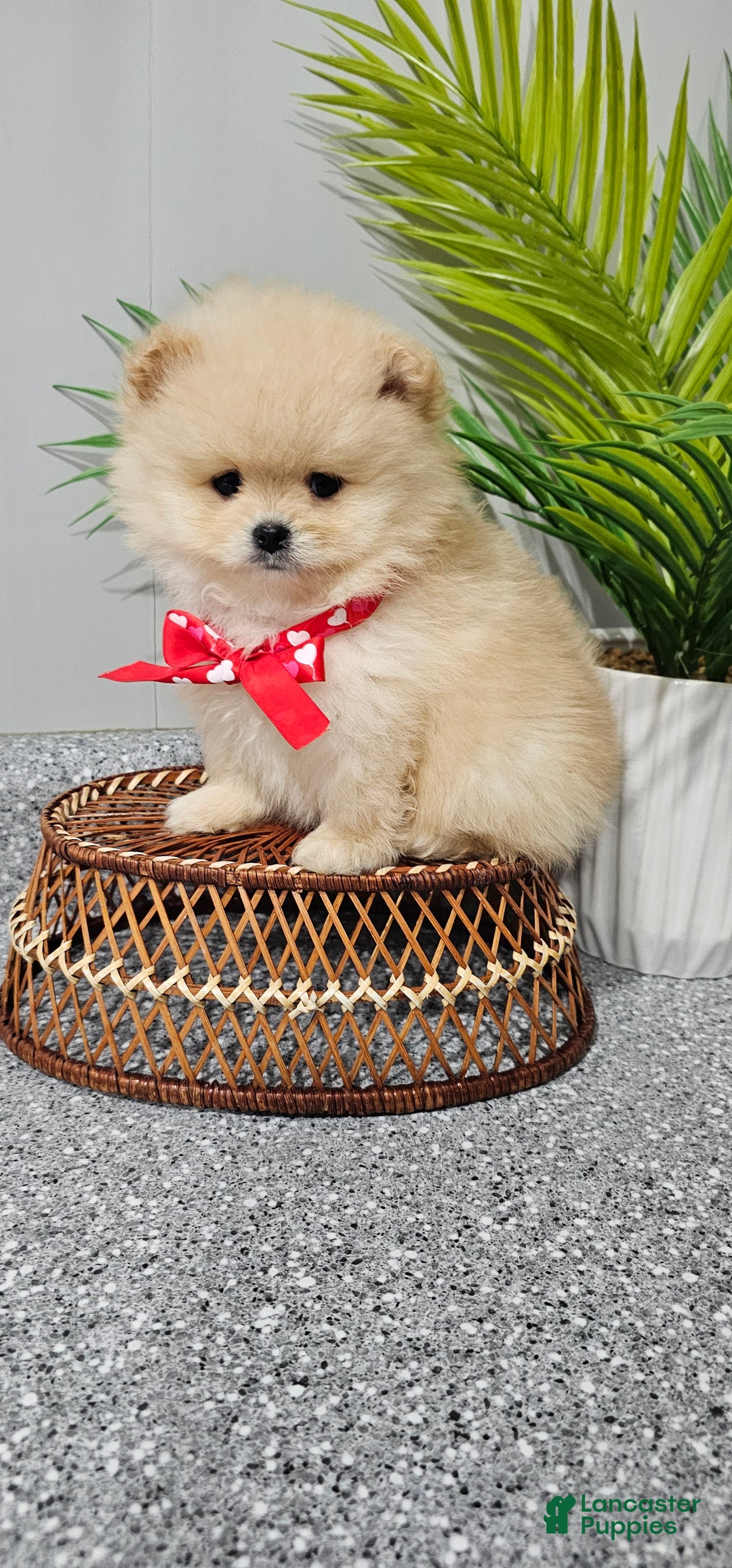 Pomeranian dogs for sale: Bubbles - Ad 3