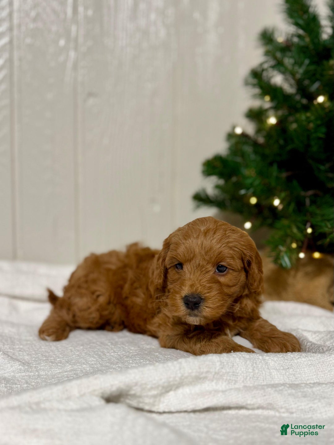 Mini Goldendoodle dogs for sale: Dasher - Ad 4