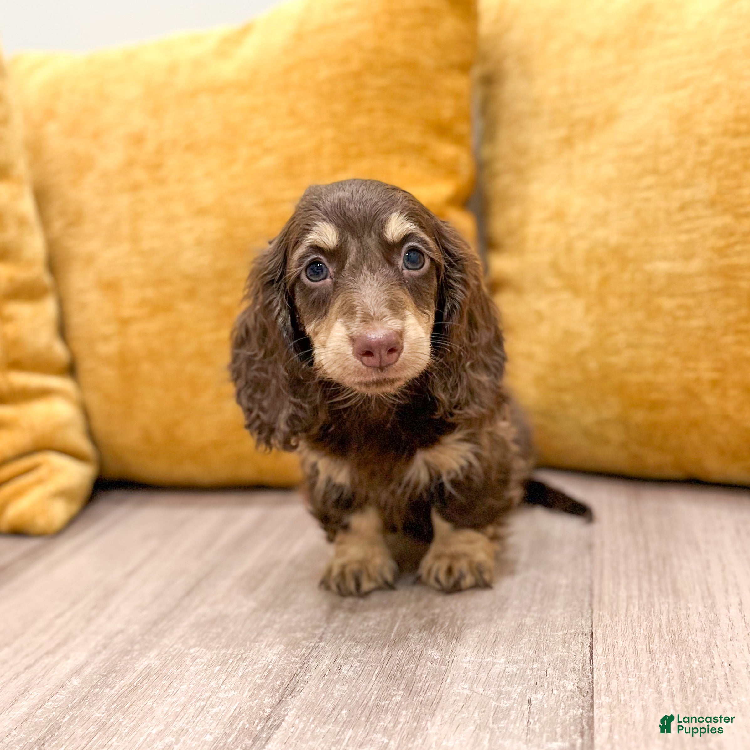Miniature Dachshund dogs Teddy - Ad 1