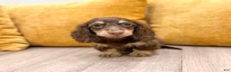 Miniature Dachshund dogs for sale: Teddy - Ad 1