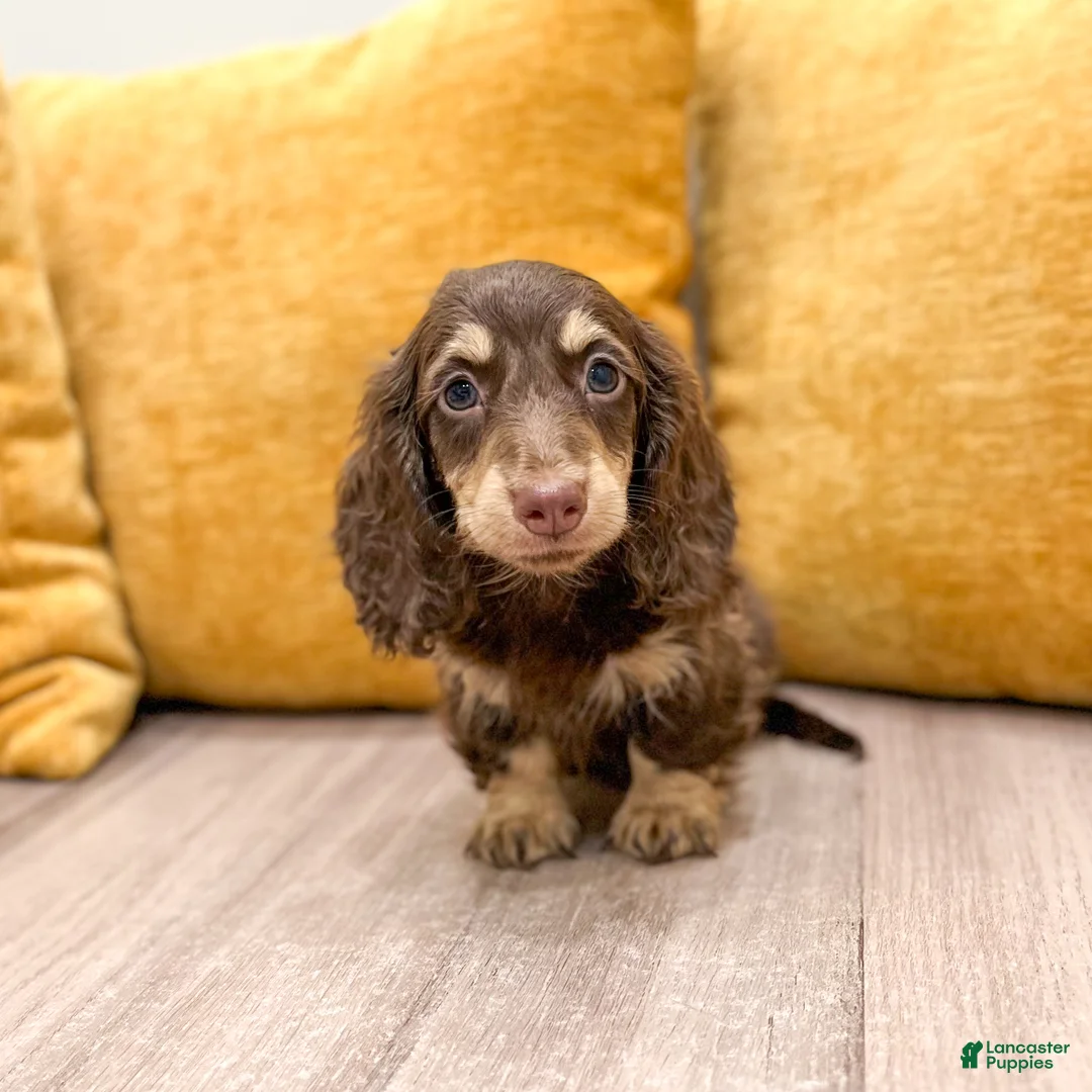 Miniature Dachshund dogs for sale: Teddy - Ad 1