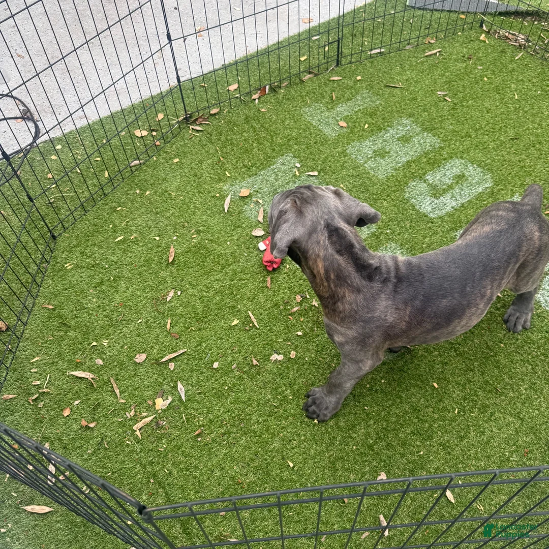 Cane Corso dogs for sale: Gray brindle  - Ad 2