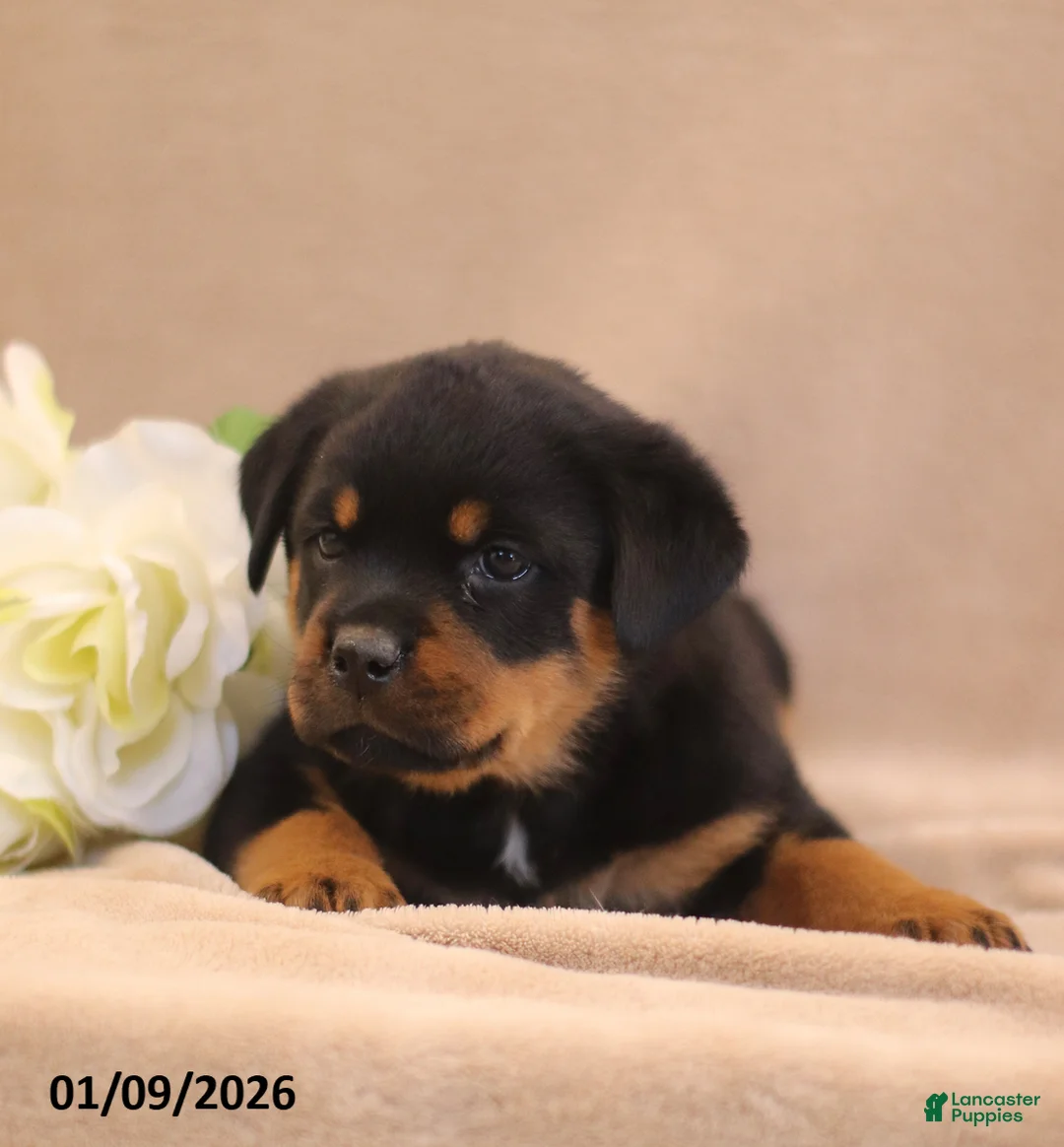 Rottweiler dogs for sale: Tracy - Ad 3