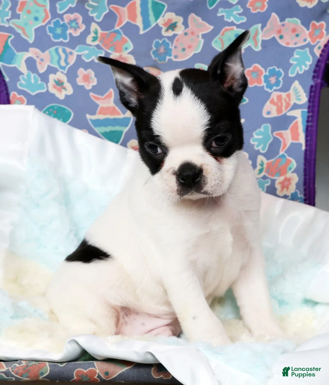 Boston Terrier dogs for sale: Jesse - Ad 8