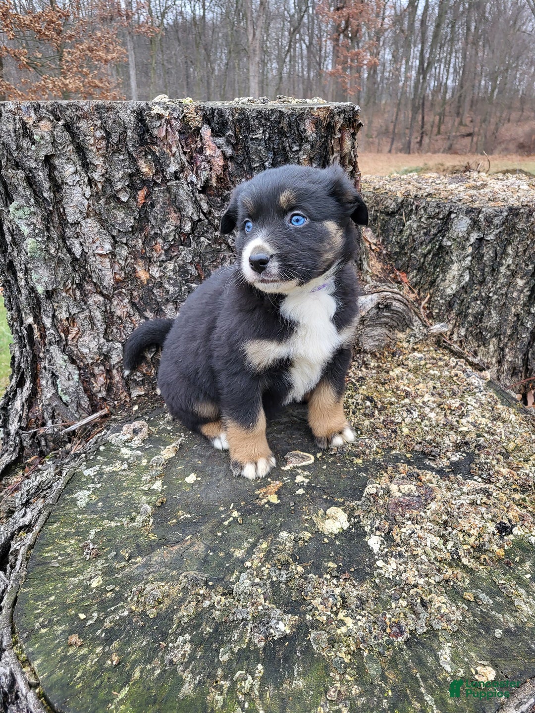 Mixed Breed dogs for sale: Buck - Ad 2