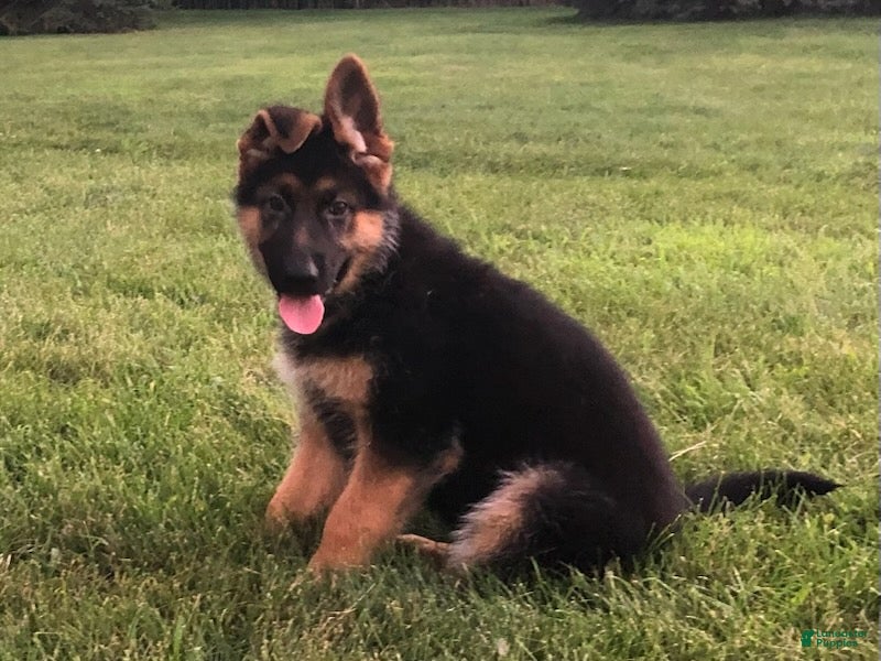 German Shepherd dogs Britt - Ad 1