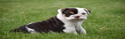 Beabull dogs for sale: Nova - Ad 9