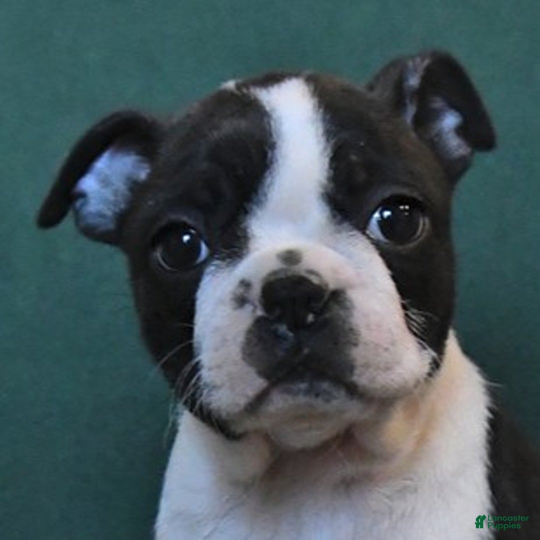 Boston Terrier dogs for sale: Nova - Ad 2